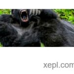 Gorila Sueño significado